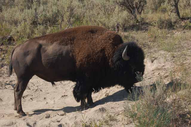 lone bison